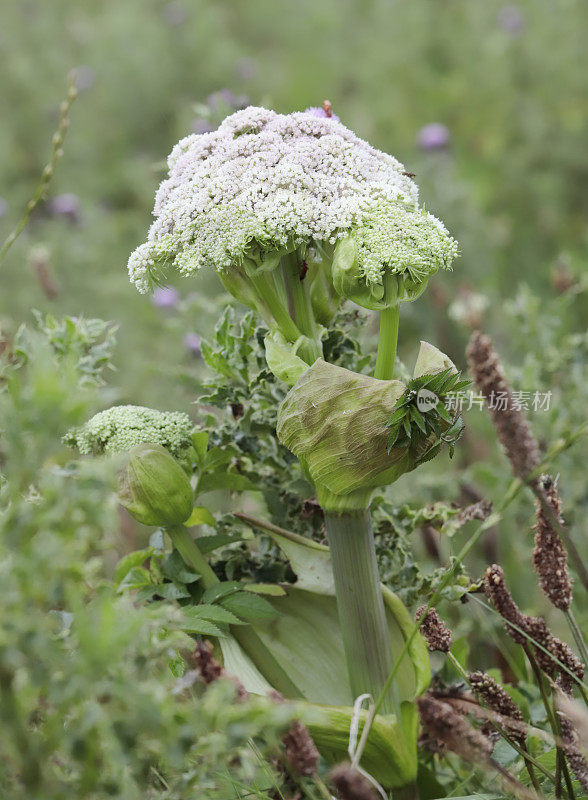 大猪草(Heracleum sphondylium)